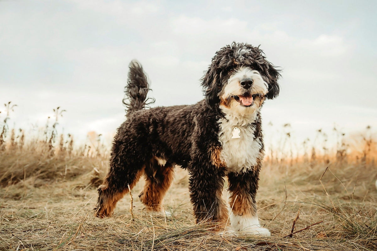 Tricolor Bernedoodle standing in a golden field