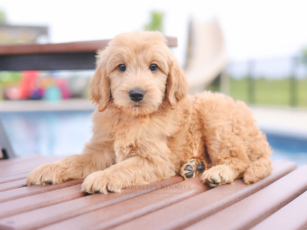 Cream Goldendoodle puppy lying on a sunny deck